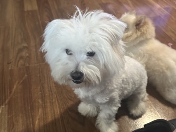 Pomeranian – Mix bichon frise and pomeranian – Vancouver