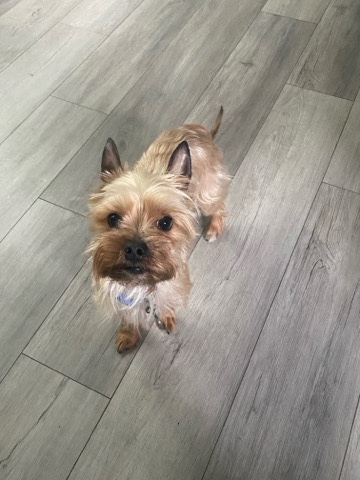 Yorkshire Terrier – Ace (Yorkshire Terrier)