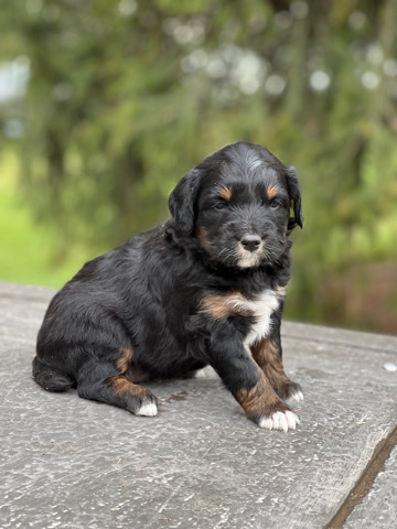 Poodle – Aussiedoodle