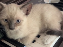 Siamese Mix Kittens 🐾 – Los Angeles