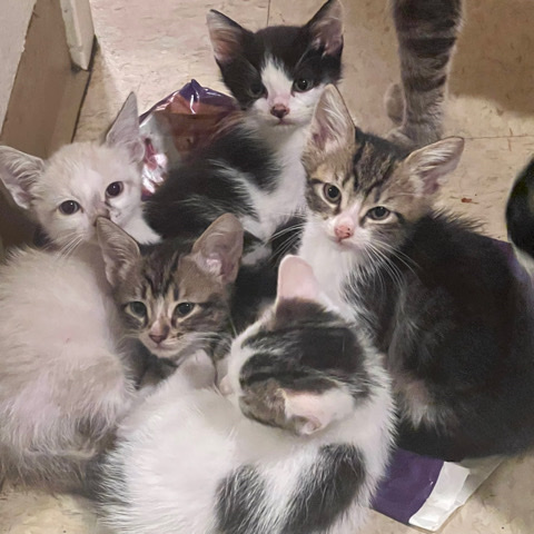 kittens