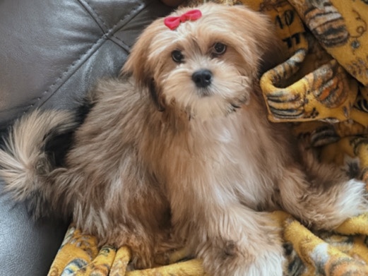 Lhasa Apso – Sweet Lhasa Apso – Houston