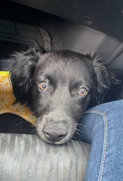 Chihuahua – need to rehome
