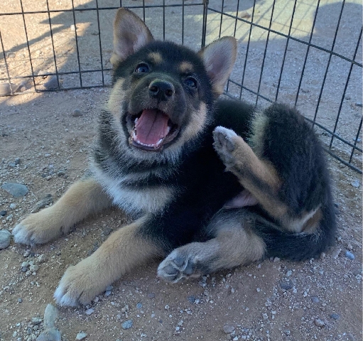 German Shepherd – Puppy