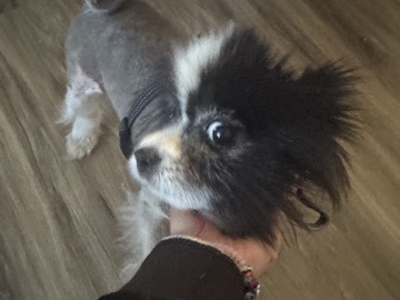 Pomeranian – The Sweetest Pomeranian – Las Vegas