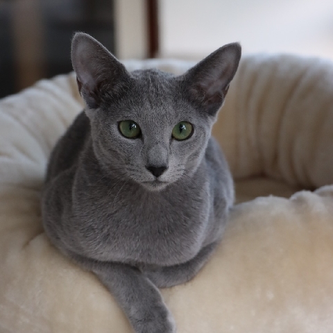 Russian Blue – Russian Blue Cat