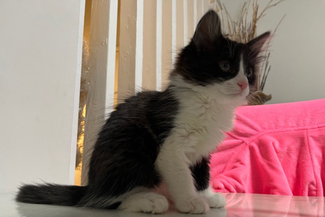 Maine Coon – Leap Year Baby Tuxedo Kitten