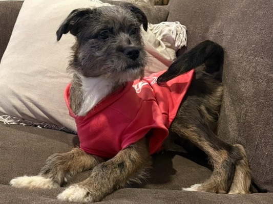 Mixed Breed – Skai mixed puppy – Manhasset