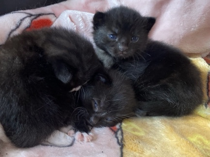 beautiful mixed kittens – Birmingham