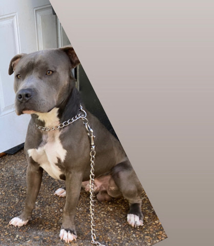 American Pit Bull Terrier – blue nose pitbull