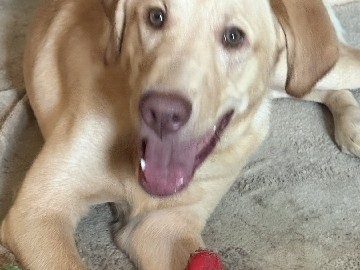 Goldador – Rehome Zeus – Westminster
