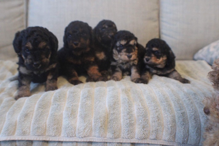 Poodle – Bernadoodle