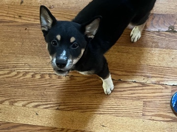 Shiba Inu – Last puppy Shiba-Inu girl. – Lumberton