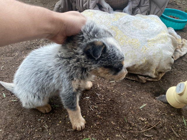 Australian cattle dog