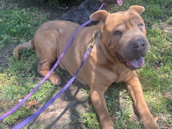 Shar Pei – Rehoming Shar-Pei – Hacienda Heights