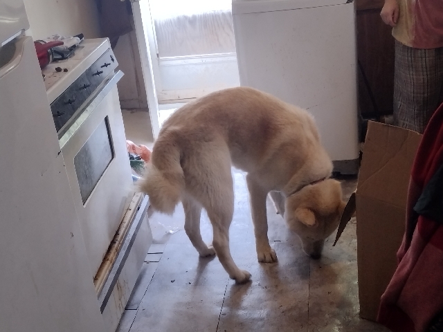 Siberian Husky – looking for a good home for our 1 year old husky