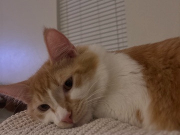 Cat looking for a new home! – Davis