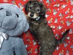 Poodle – Poodle mix baby boy ready for forever home – Sugar Land