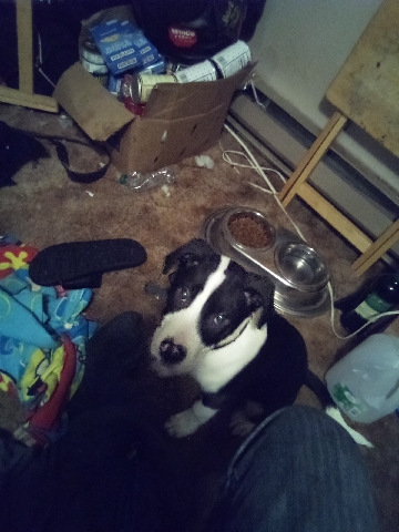 Bull and Terrier – cute mixed puppy