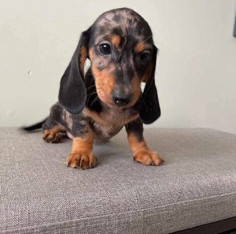 Dachshund – d