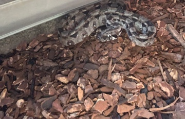 Any – Redtail Boa