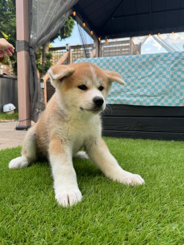 Akita puppy 