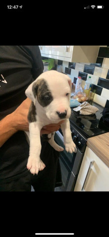 American Staffordshire Terrier – American staff x xl bulldog puppy