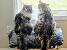 Maine Coon – Two Beautiful Coons ❤️ – Washington