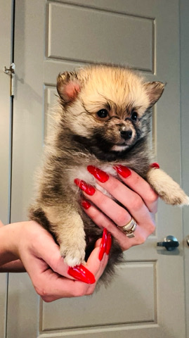 Pomeranian – Pomeranian