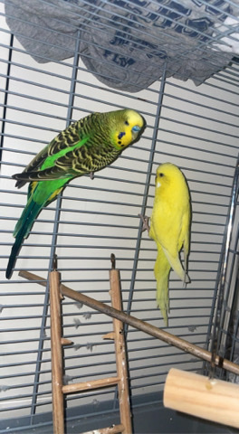 Budgerigar – Yellow and Green Budgies