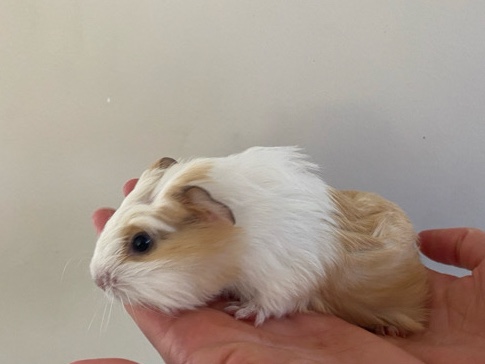 Guinea Pig – three baby Guinea pigs for adoption – Squamish-Lillooet