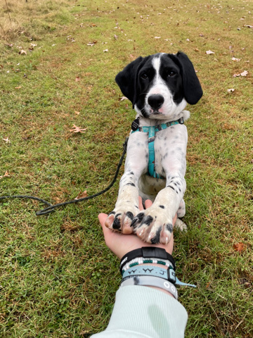 Animal sitter