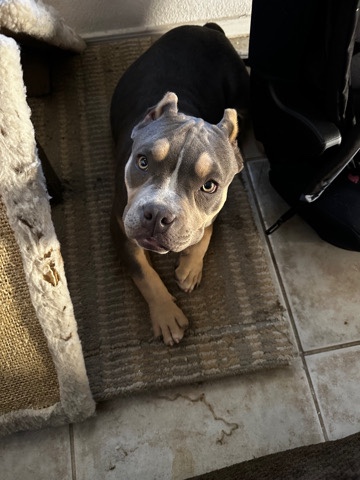 American Pit Bull Terrier – pocket bully