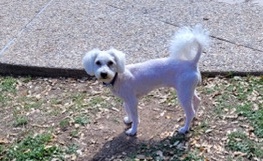 Poodle – Maltipoo-Nikki