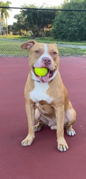 red nose pitbull
