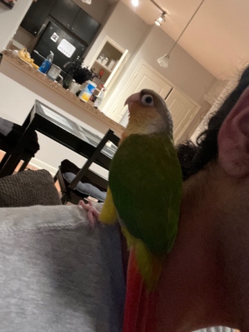 Green-Cheeked Conure – high red pineapple green cheek conure