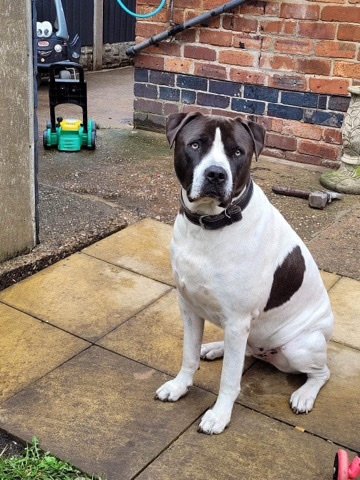 American Staffordshire Terrier – xl bully male