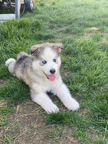 I am selling a puppy with different color eyes 