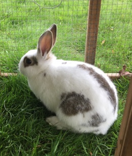 Rex – friendly female pet rabbit