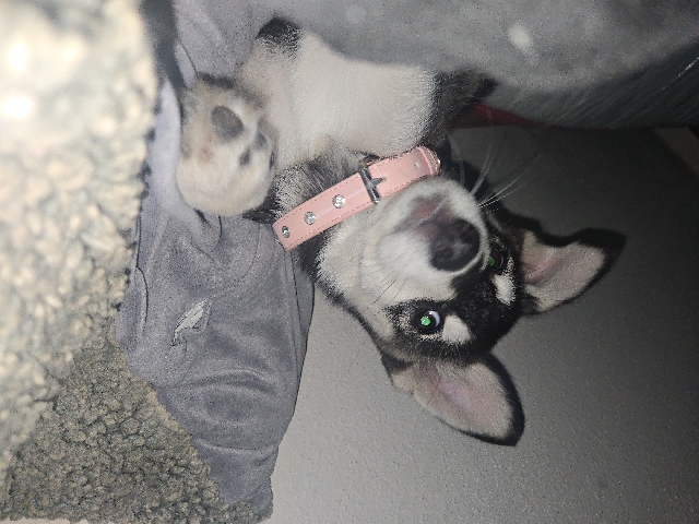 Alaskan Malamute – doggie. for sell melody – San Antonio