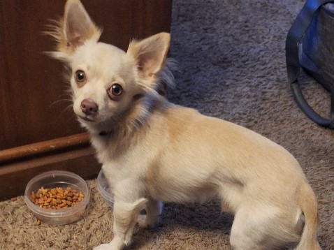 Papillon – papillon puppy – Kearns