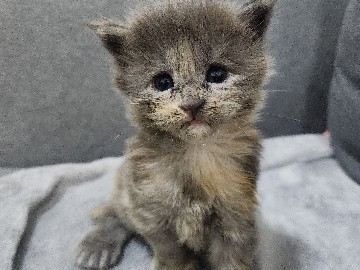 Maine Coon - Maine coons  available for adoption in Ajman