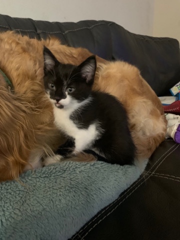 8 week old kittens
