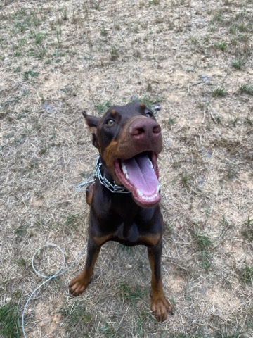 Doberman Pinscher – Copper