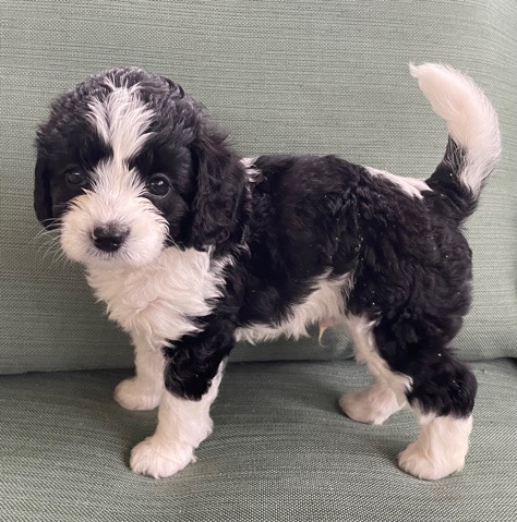 Poodle – Therapy Puppy
