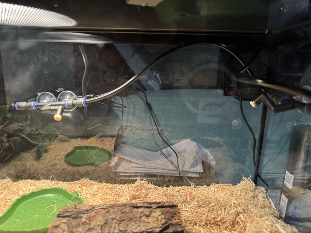 10gl Snake tank with Albino MilkSnake