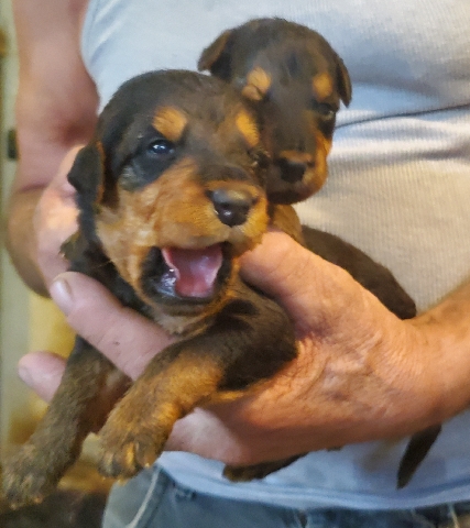 Airedale Terrier Puppies 