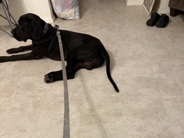 Great Dane – rehoming dog – Tucson