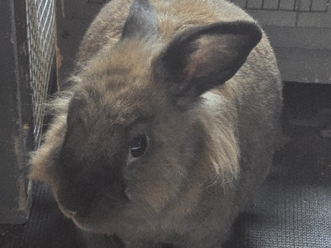 Lionhead – Lionhead Bunnies – Dacula