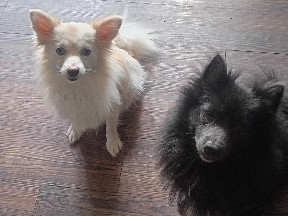 Pomeranian – indoor, child friendly. – Bellmead
